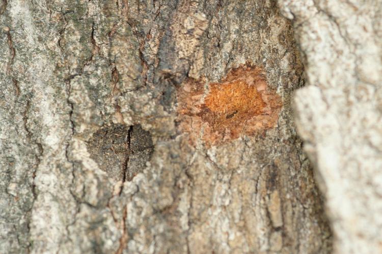 asian-longhorned-beetle-vermont-invasives